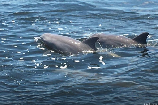 Big Fun Dolphin Cruise & Sealife Experiece ORANGE BEACH ALABAMA - Key points to know before you go