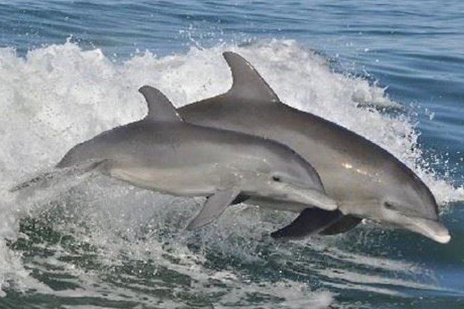 Big Fun Dolphin Cruise & Sealife Experiece ORANGE BEACH ALABAMA - Choosing your seat on the 65-foot boat