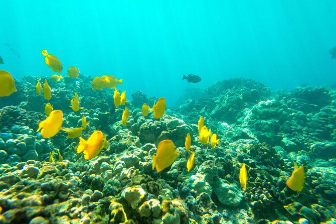 Big Island: Captain Cook Snorkel On A Power Catamaran With Lunch - Who Will Get the Most From This Tour