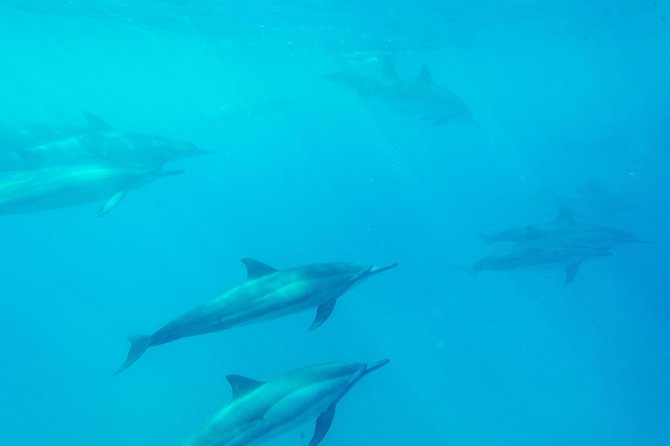 Big Island: Captain Cook Snorkel On A Power Catamaran With Lunch - Is $85 a Fair Price?