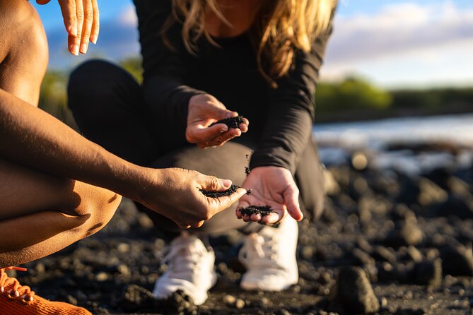 Big Island Highlights: Coffee, Volcano, Black Sands & Waterfall - Punaluʻu Black Sand Beach is the day’s most memorable shoreline