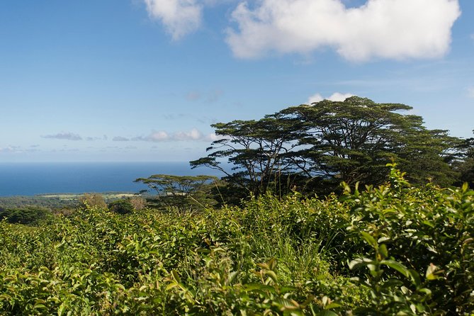 Big Island Kohala Canopy Zipline Adventure - Making a day of Hawi