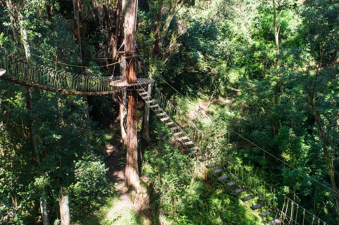 Big Island Kohala Canopy Zipline Adventure - Weather, comfort, and the dirt road