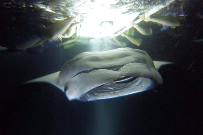 Big Island: Kona Manta Ray Snorkel Tour in Keauhou Harbor - Floating beside the light board