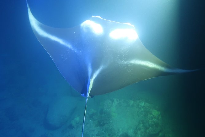 Big Island: Kona Manta Ray Snorkel Tour in Keauhou Harbor - Is $25 a good value?