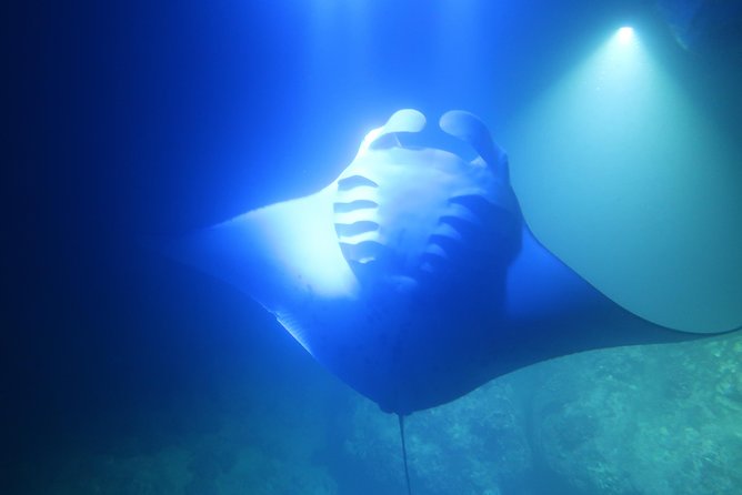 Big Island: Kona Manta Ray Snorkel Tour in Keauhou Harbor - Who should book this experience
