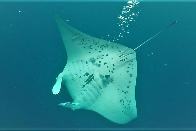 Big Island: Kona Manta Ray Snorkel Tour in Keauhou Harbor - Practical tips for a smoother night