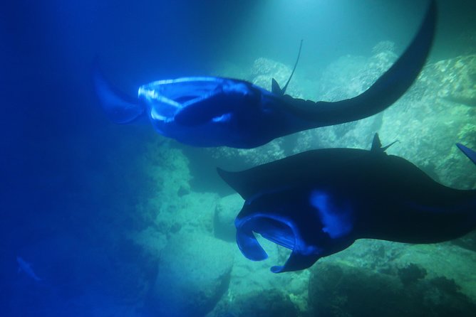 Big Island: Kona Manta Ray Snorkel Tour in Keauhou Harbor - What the manta encounter feels like