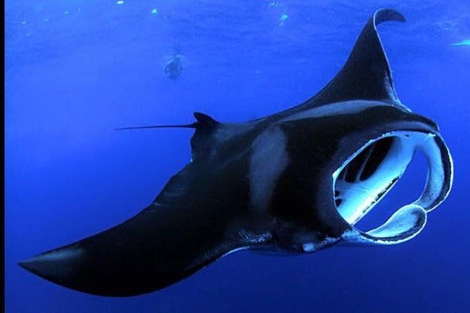 Big Island Manta Ray Night Snorkel - Why Kona’s manta night is so unusual