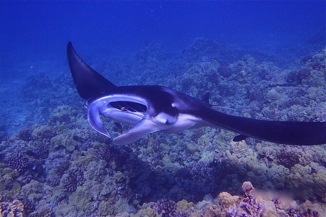 Big Island Manta Ray Night Snorkel - From Keauhou Bay to the sunset