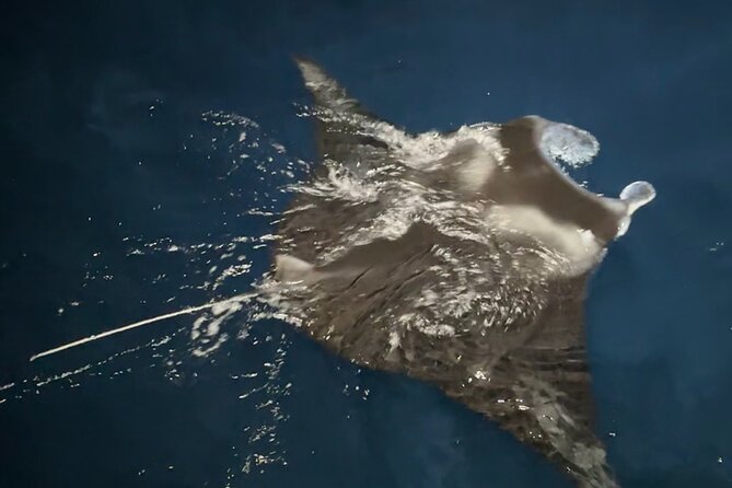 Big Island: Manta Ray Night Snorkeling Adventure in Kailua-Kona - Why Kona’s night manta encounter is so special