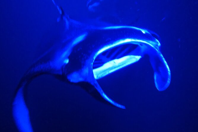 Big Island: Manta Ray Night Snorkeling Adventure in Kailua-Kona - Getting ready for the water