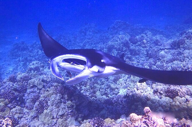 Big Island: Manta Ray Night Snorkeling Adventure in Kailua-Kona - Watching manta rays beneath the lighted raft