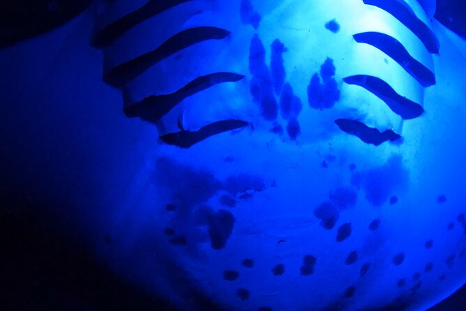 Big Island: Manta Ray Night Snorkeling Adventure in Kailua-Kona - How the crew shapes the experience