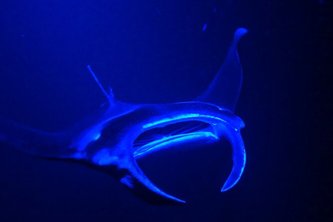 Big Island: Manta Ray Night Snorkeling Adventure in Kailua-Kona - Snacks, drinks, and the ride home