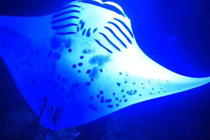 Big Island: Manta Ray Night Snorkeling Adventure in Kailua-Kona - Who will enjoy this most
