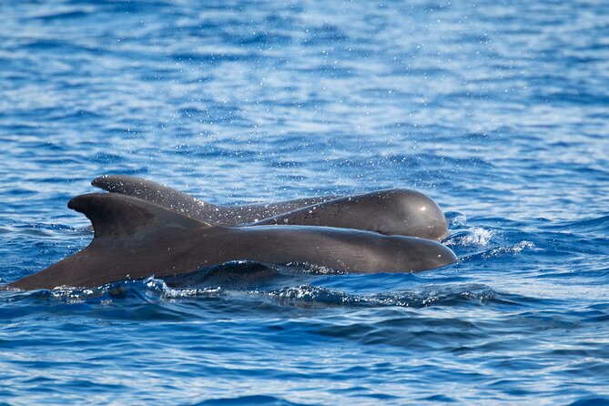 Big Island: Pelagic Whale Watch Tour - The pelagic zone and its rarer possibilities