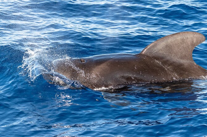 Big Island: Pelagic Whale Watch Tour - Naturalists turn distant animals into a real lesson