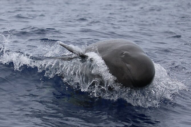 Big Island: Pelagic Whale Watch Tour - Motion sickness and comfort on the water