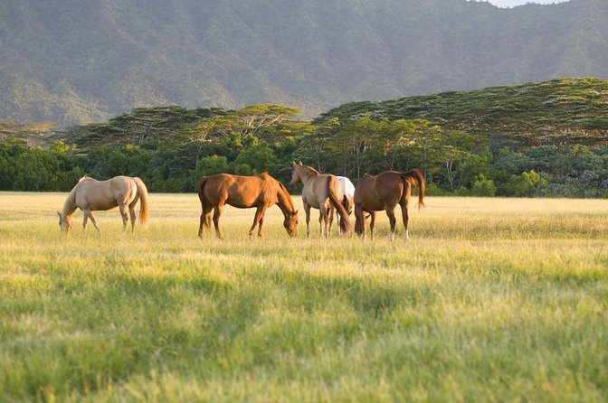 Big Island Waterfalls Tour with Swimming and Botanical Garden - Key details before you book