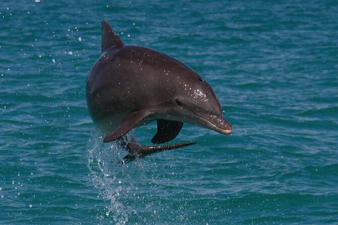 Biologist Owned & Operated: Dolphin Watching & Guided Snorkeling - Key points to know before you book