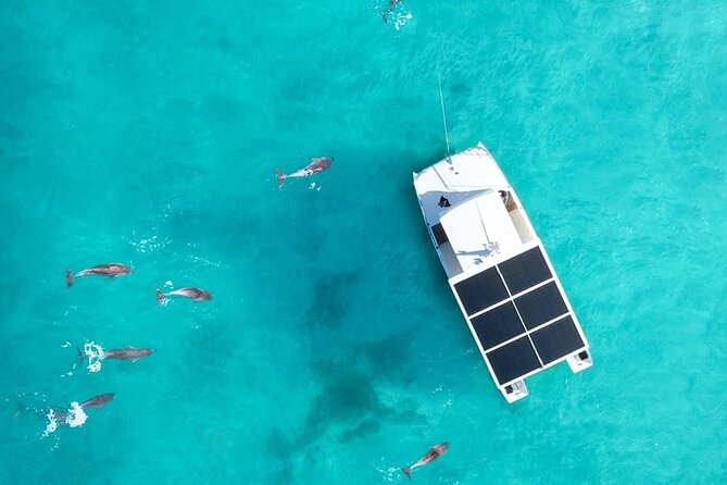 Biologist Owned & Operated: Dolphin Watching & Guided Snorkeling - A quiet boat ride from Key West Historic Seaport