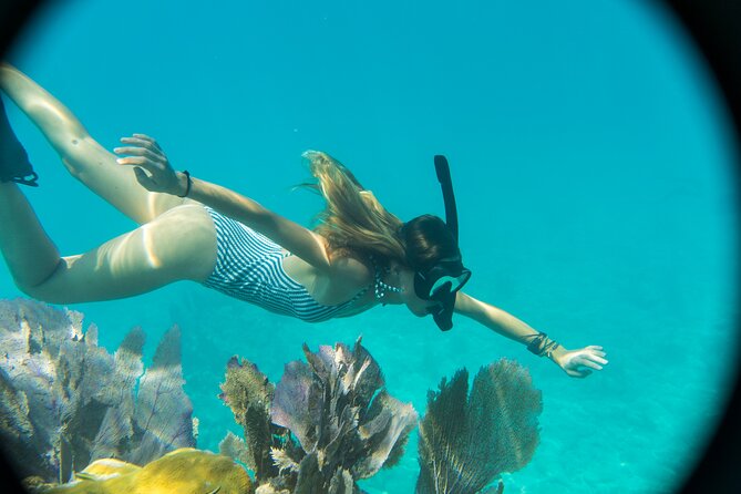 Biologist Owned & Operated: Dolphin Watching & Guided Snorkeling - Snorkeling among sponges, fish, and shallow water