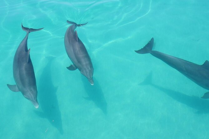 Biologist Owned & Operated: Dolphin Watching & Guided Snorkeling - Patient instruction for first-time snorkelers