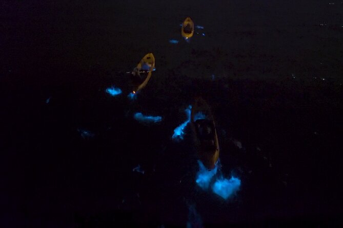Bioluminescence Kayak Tour - The best moment: stirring up living light
