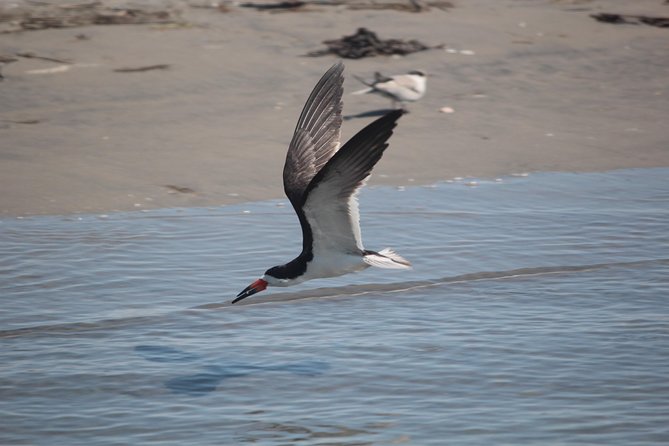 Birding By Boat on the Osprey - Key points to know