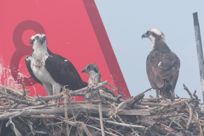 Birding By Boat on the Osprey - Why Cape May is such a strong birding destination