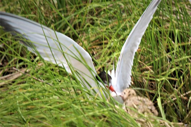 Birding By Boat on the Osprey - Cruising the protected salt marsh