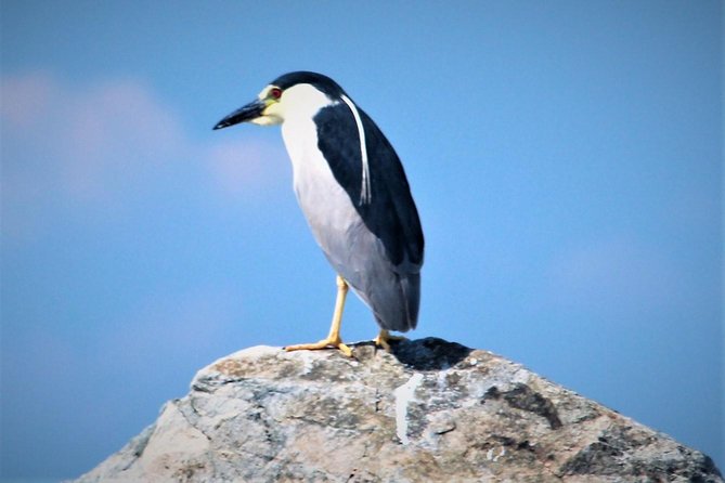 Birding By Boat on the Osprey - Finding ospreys, eagles, and herons