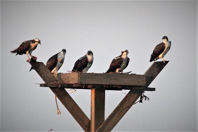 Birding By Boat on the Osprey - Binoculars make a real difference
