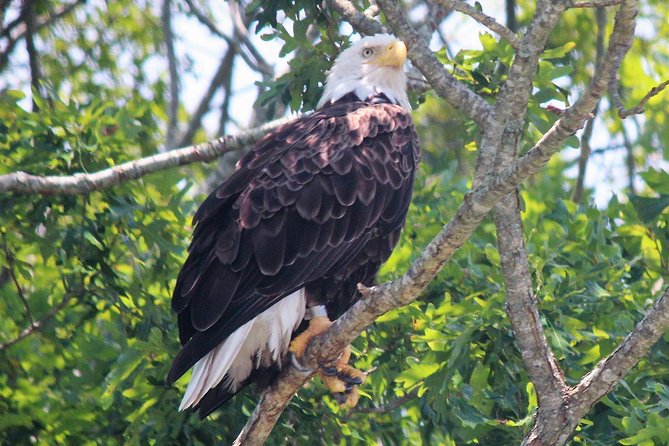 Birding By Boat on the Osprey - Boarding at 1212 Wilson Drive