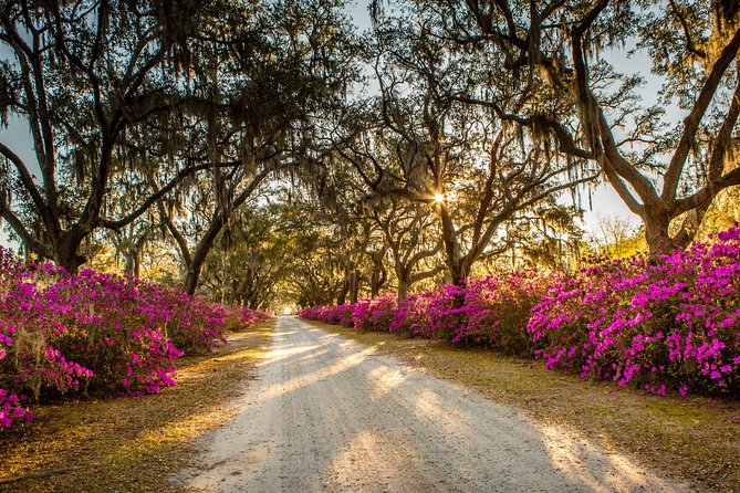Bonaventure Cemetery & Wormsloe State Historic Site Tour - Transport, timing, and comfort