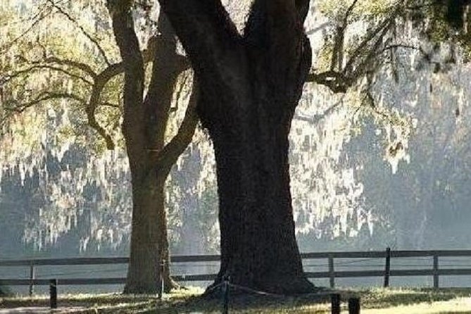 Boone Hall Plantation Admission & Tour with Transportation from Charleston - Why Boone Hall is more than a pretty driveway