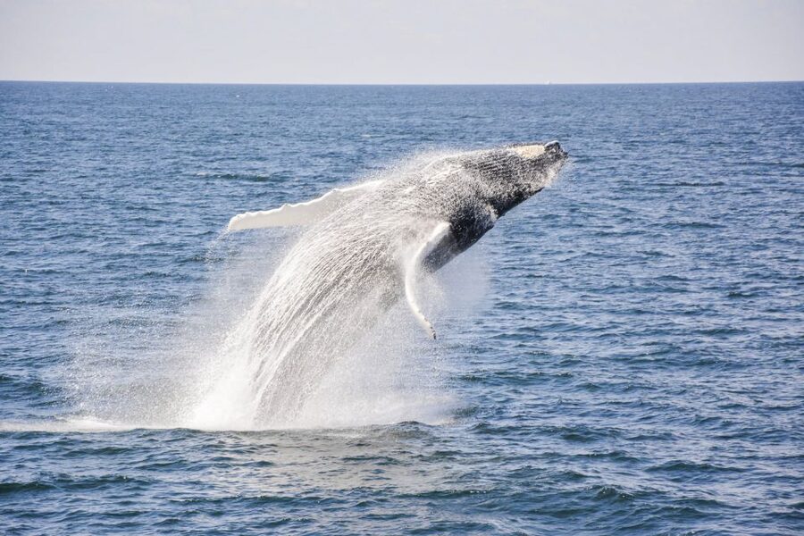 Boston: City Cruises Whale Watching Cruise - Is the Boston whale-watching cruise worth booking?
