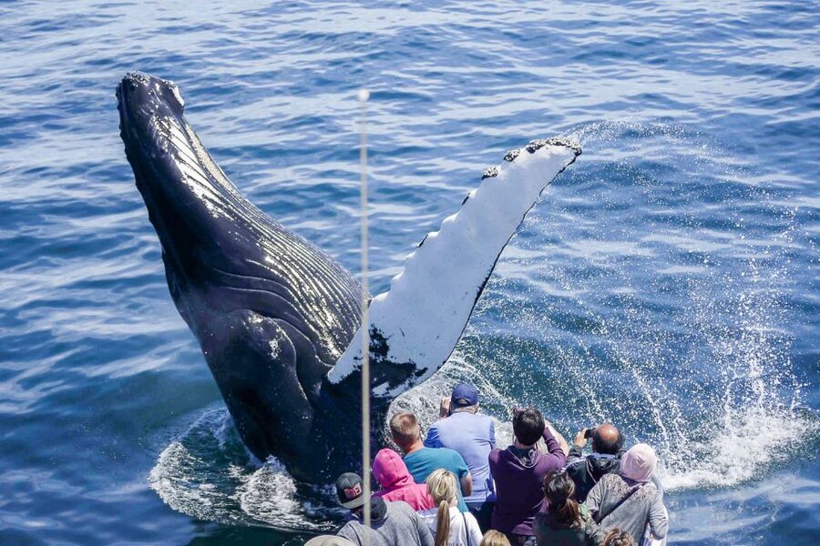 Boston: City Cruises Whale Watching Cruise - From Long Wharf to the open Atlantic