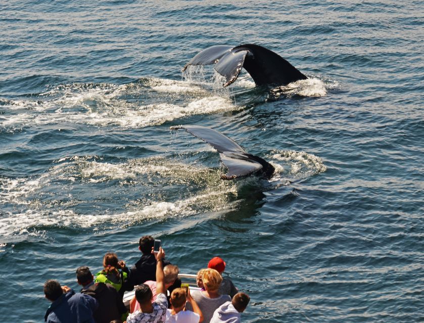 Boston: City Cruises Whale Watching Cruise - Finding a good viewing spot on the boat