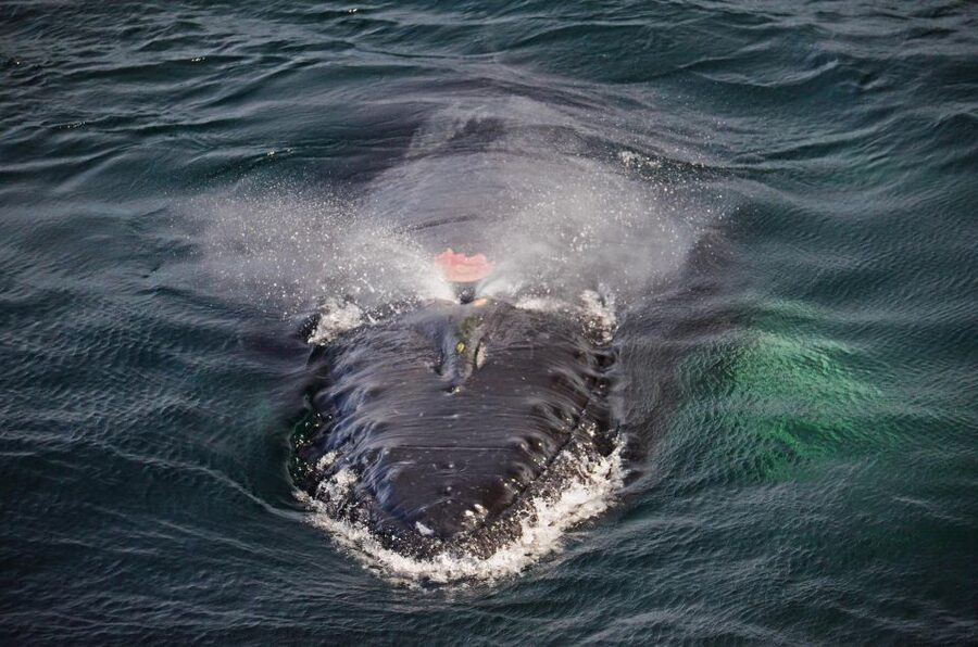 Boston: City Cruises Whale Watching Cruise - Timing, weather, and motion sickness