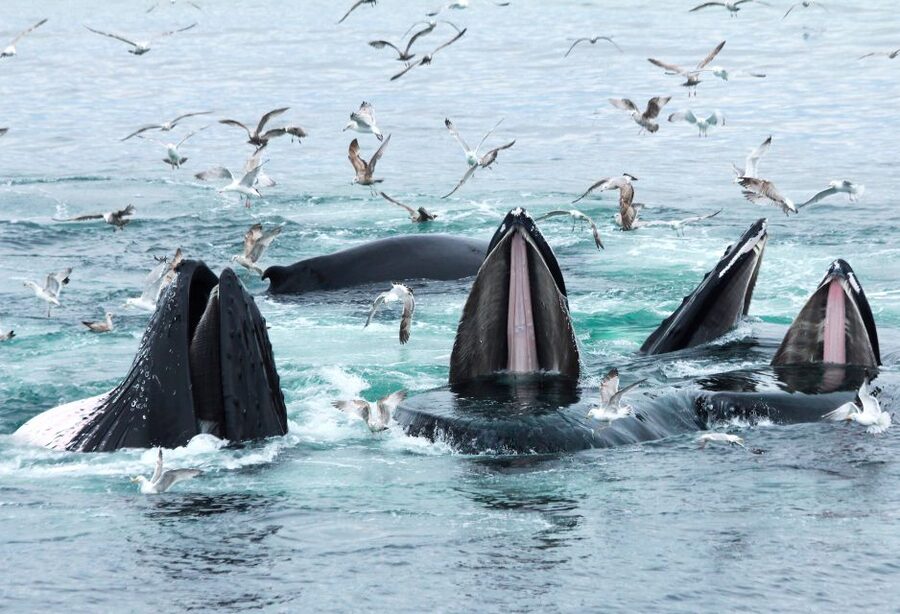 Boston: City Cruises Whale Watching Cruise - What $85 really gets you