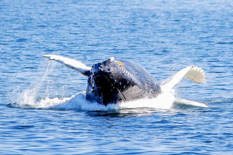 Boston: City Cruises Whale Watching Cruise - Who will enjoy this cruise most