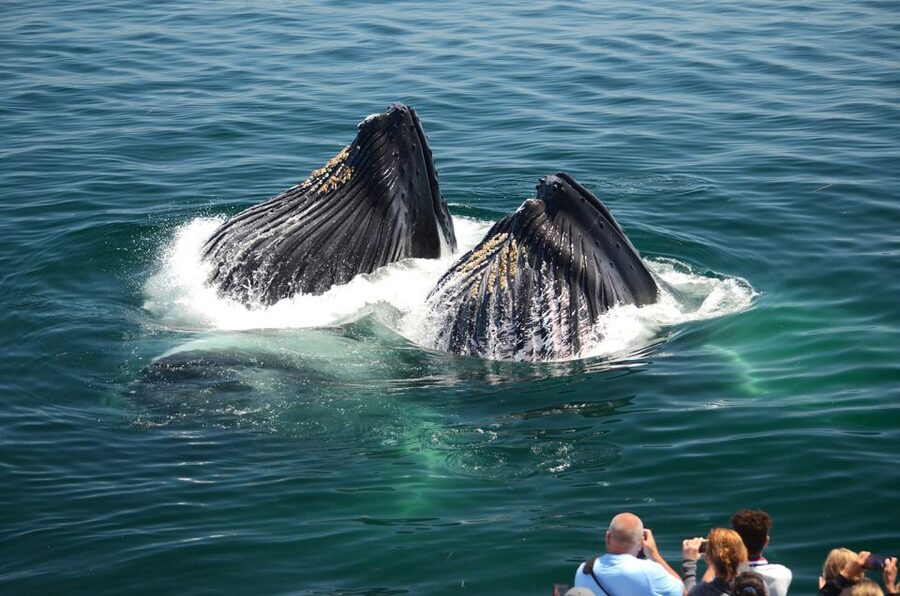 Boston: City Cruises Whale Watching Cruise - Practical packing advice