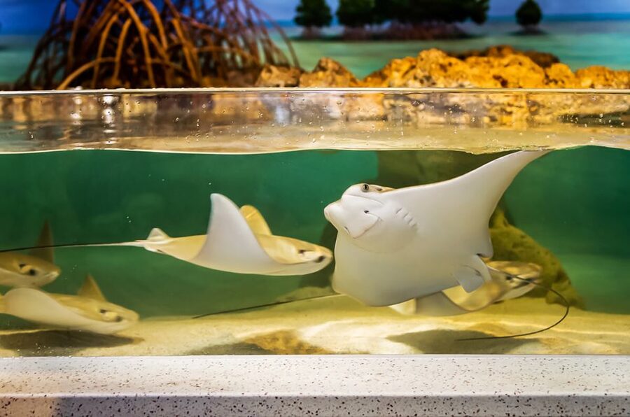 Boston: New England Aquarium Entry + Optional Simons Theatre - Should you book the New England Aquarium?