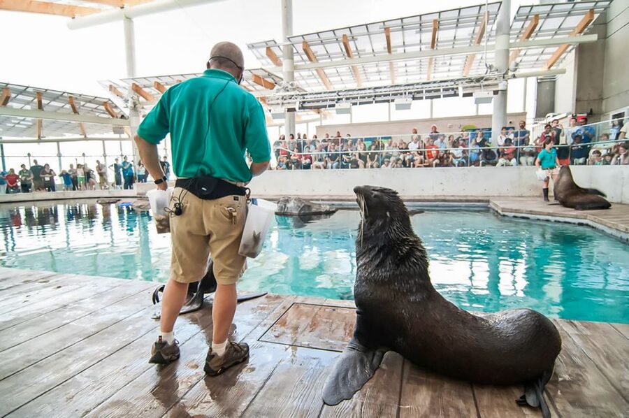 Boston: New England Aquarium Entry + Optional Simons Theatre - How long should you spend inside?