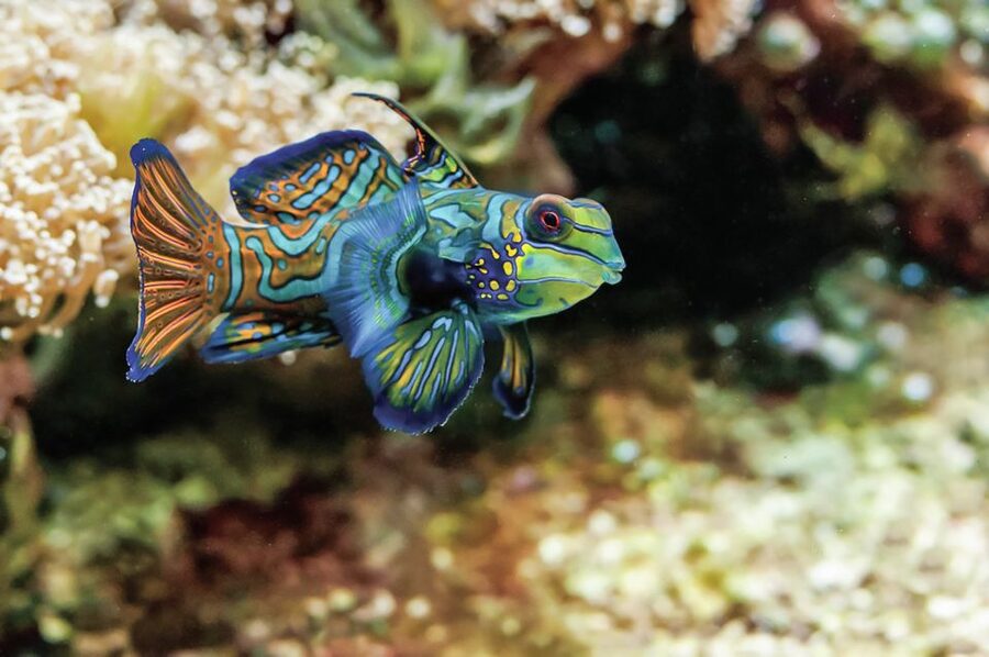 Boston: New England Aquarium Entry + Optional Simons Theatre - Who will enjoy this aquarium most?