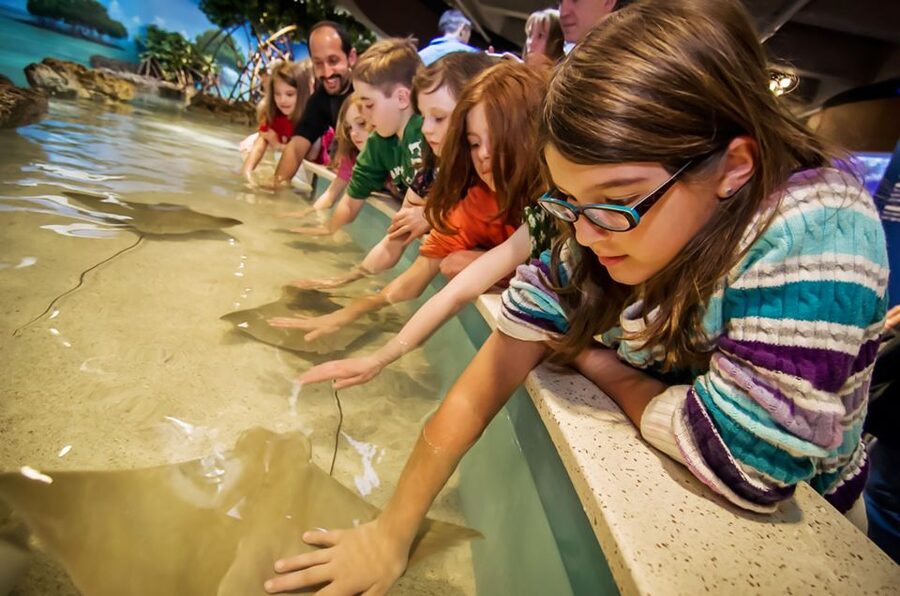 Boston: New England Aquarium Entry + Optional Simons Theatre - See two kinds of reef life at different scales