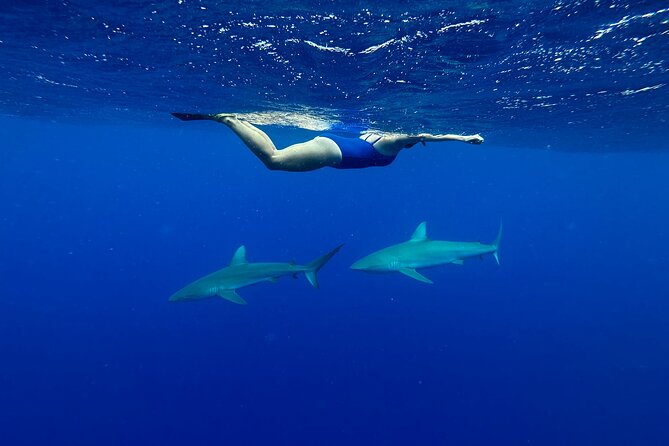 Cage-Free Shark Swim from Oahu - Gear, Cameras, and the Included Photos