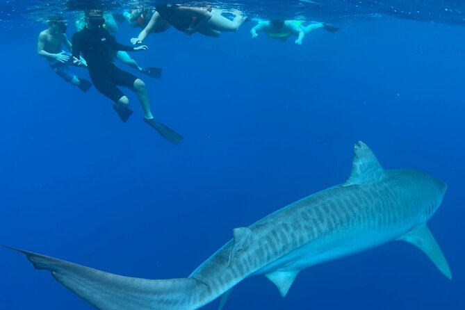 Cage-Free Shark Swim from Oahu - The Ocean Conditions You Need to Respect